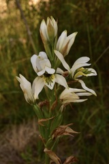 Chloraea longipetala