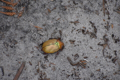 Anoplognathus olivieri