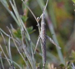 Vandiemenella viatica