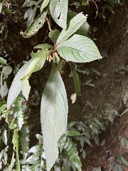 Rhynchotechum discolor