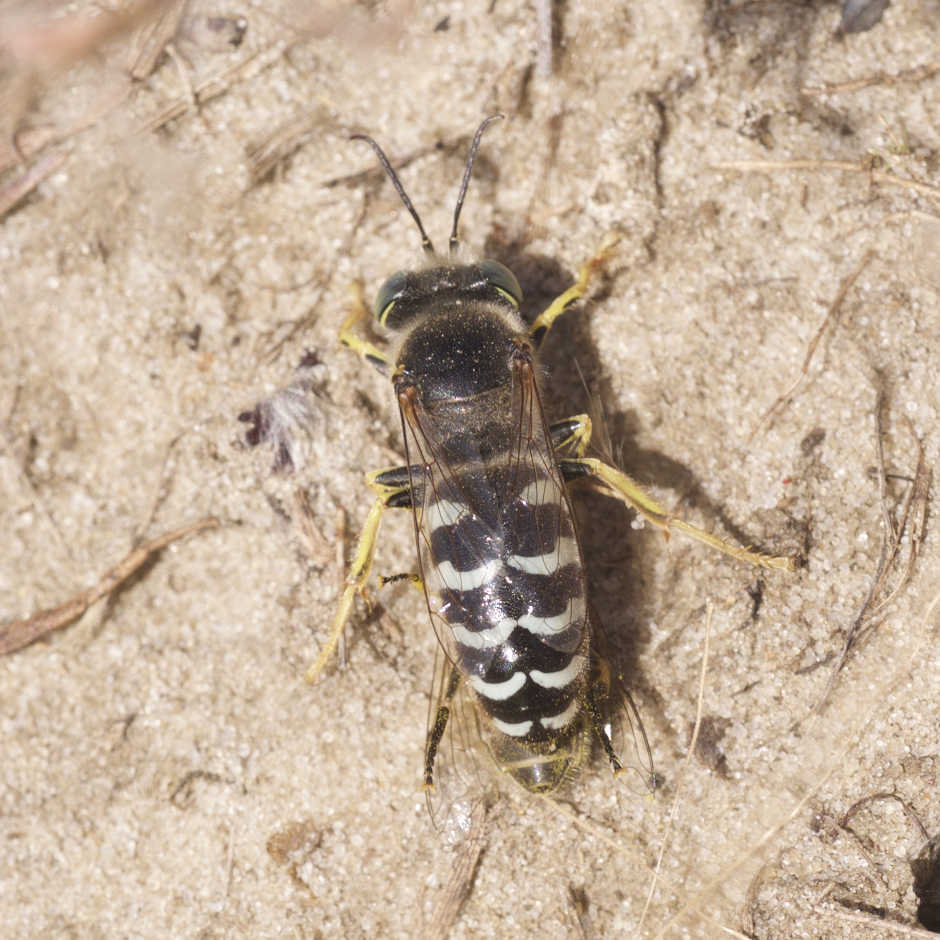 Panda Sand Wasp