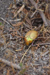 Anoplognathus olivieri