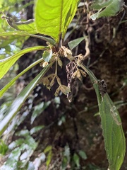 Rhynchotechum discolor