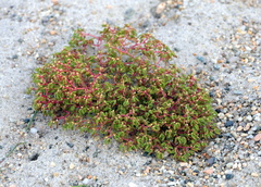 Euphorbia polygonifolia