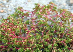 Euphorbia polygonifolia