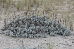 Artemisia stelleriana