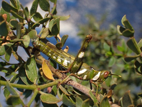 Creosote Bush Grasshopper photo 4