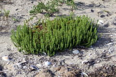 Honckenya peploides robusta