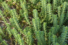 Honckenya peploides robusta