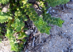 Honckenya peploides robusta