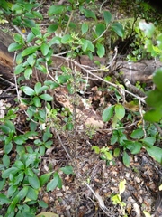 Pittosporum divaricatum