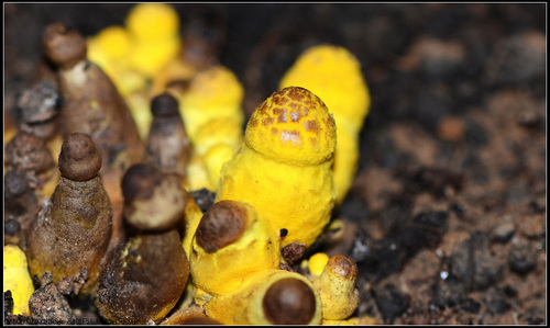 flowerpot parasol (Leucocoprinus birnbaumii)