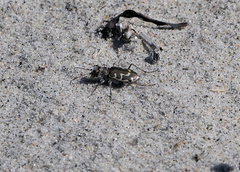 Cicindela hirticollis