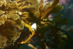 Zonaria aureomarginata