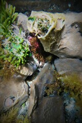 Heliocidaris erythrogramma