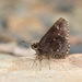 Bell's Roadside-Skipper - Photo (c) Greg Lasley, some rights reserved (CC BY-NC), uploaded by Greg Lasley