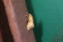 Evergestis politalis