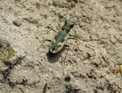 Neocicindela latecincta