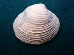 Chione undatella