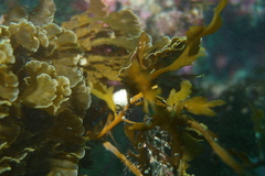 Zonaria aureomarginata