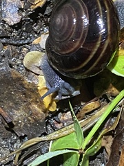 Helminthoglypta sequoicola