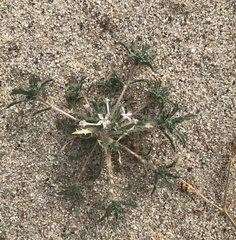 Loeseliastrum schottii