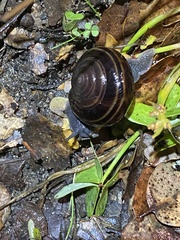 Helminthoglypta sequoicola