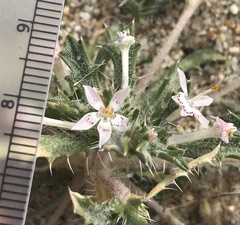 Loeseliastrum schottii