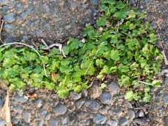 Hydrocotyle heteromeria