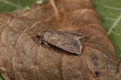 Spodoptera cilium