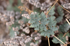 Myriopteris parryi