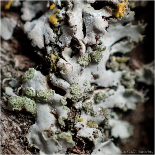 Crescent Frost Lichen