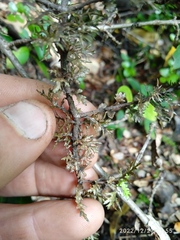 Pittosporum divaricatum