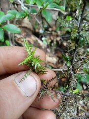 Pittosporum divaricatum