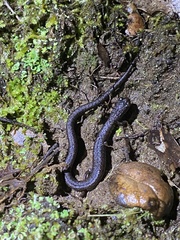 Batrachoseps gavilanensis