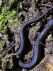 Batrachoseps gavilanensis