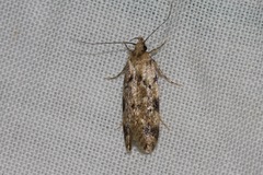 Barea exarcha