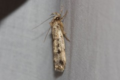 Barea exarcha