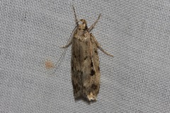 Barea exarcha