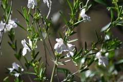 Prostanthera behriana