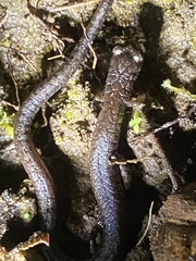 Batrachoseps gavilanensis