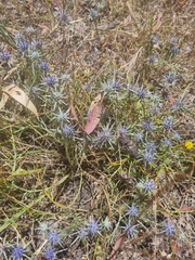 Eryngium ovinum