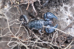 Urodacus manicatus