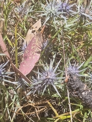 Eryngium ovinum
