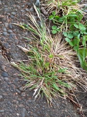 Festuca bromoides