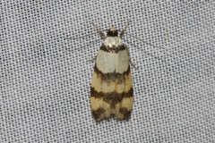 Temnogyropa stenomorpha