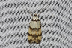 Temnogyropa stenomorpha