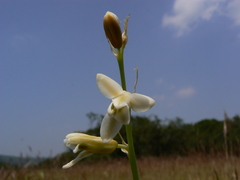 Dipcadi ursulae