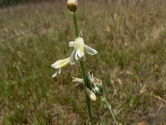 Dipcadi ursulae