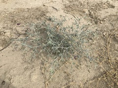 Psorothamnus emoryi emoryi